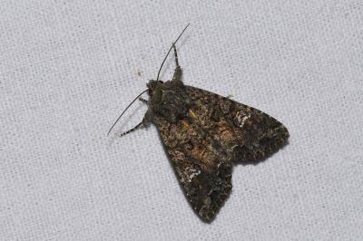 <i>Mamestra brassicae</i>