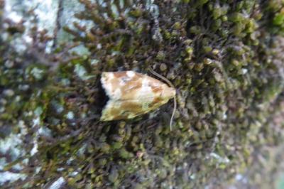 <i>Archips xylosteana</i>