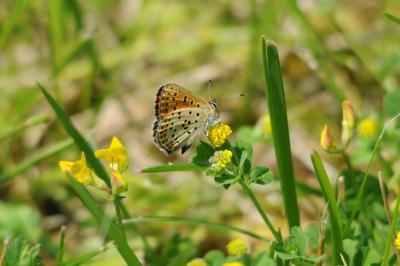 <i>Lycaena tityrus</i>