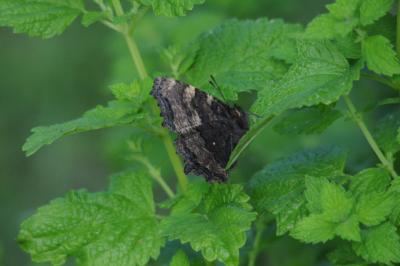 <i>Nymphalis polychloros</i>