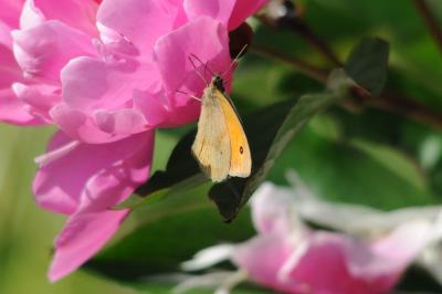 <i>Maniola jurtina</i>