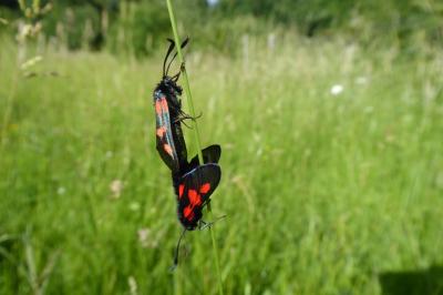 <i>Zygaena trifolii</i>