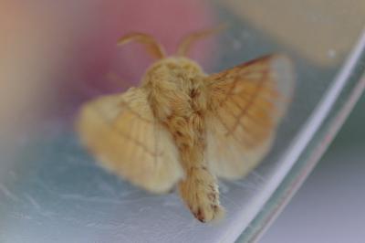 <i>Malacosoma neustria</i>