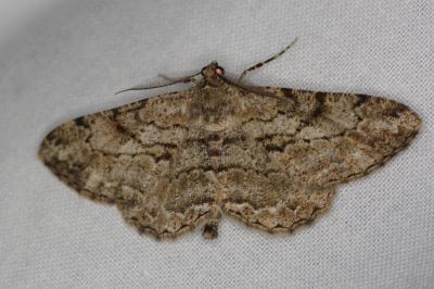 <i>Peribatodes rhomboidaria</i>