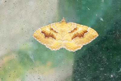 <i>Camptogramma bilineata</i>