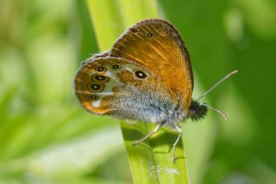 <i>Coenonympha arcania</i>