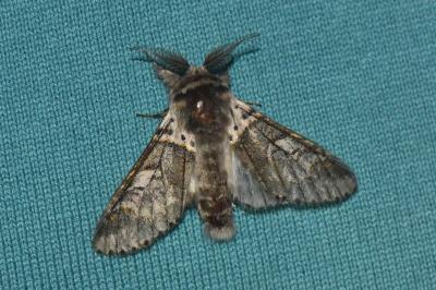 <i>Furcula bifida</i>