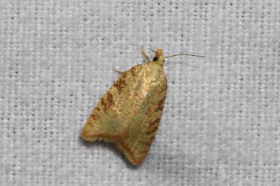 <i>Aleimma loeflingiana</i>