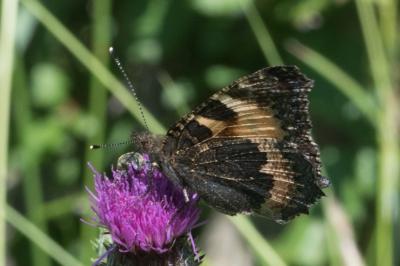 <i>Aglais urticae</i>