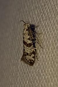 <i>Scythropia crataegella</i>