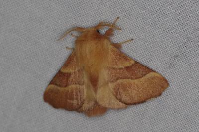 <i>Malacosoma neustria</i>