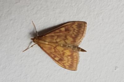 <i>Ostrinia nubilalis</i>
