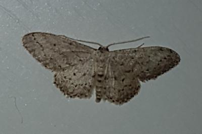 <i>Idaea seriata</i>