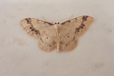 <i>Idaea trigeminata</i>