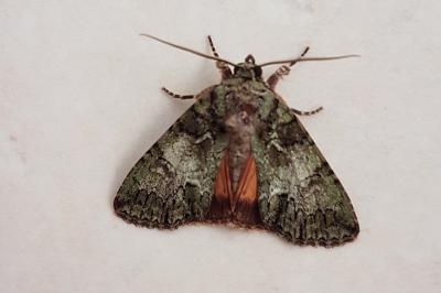 <i>Polyphaenis sericata</i>