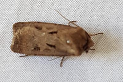 <i>Agrotis exclamationis</i>