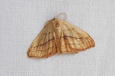 <i>Scopula imitaria</i>