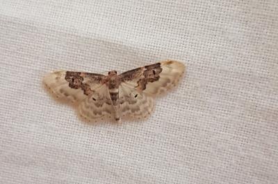 <i>Idaea rusticata</i>