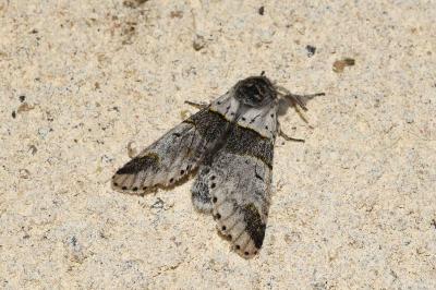 <i>Furcula bifida</i>