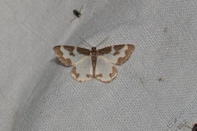 <i>Lomaspilis marginata</i>