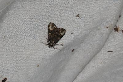 <i>Craniophora ligustri</i>