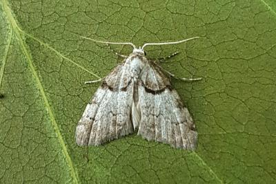 <i>Nola cucullatella</i>