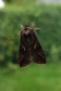 <i>Autographa gamma</i>