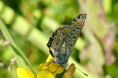 <i>Polyommatus icarus</i>