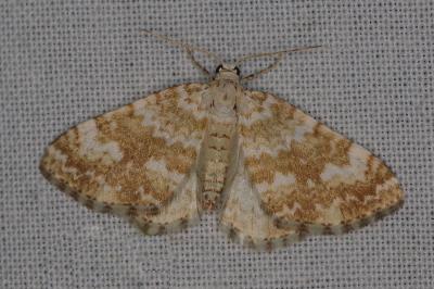 <i>Perizoma flavofasciata</i>
