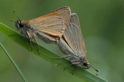 <i>Thymelicus sylvestris</i>