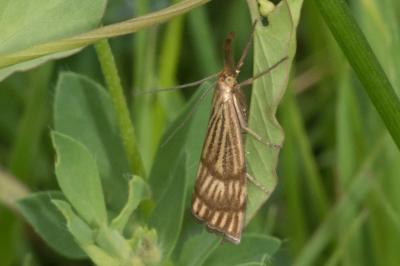 <i>Chrysocrambus linetella</i>
