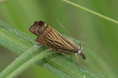 <i>Chrysoteuchia culmella</i>