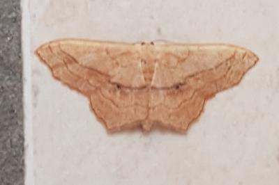 <i>Scopula imitaria</i>