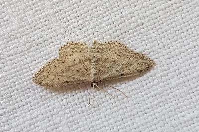 <i>Idaea seriata</i>