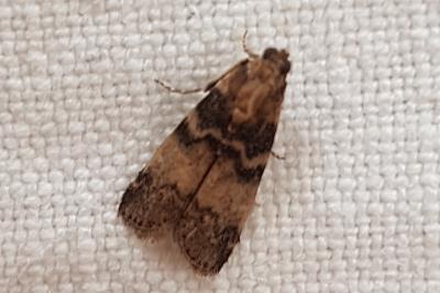 <i>Euzophera pinguis</i>