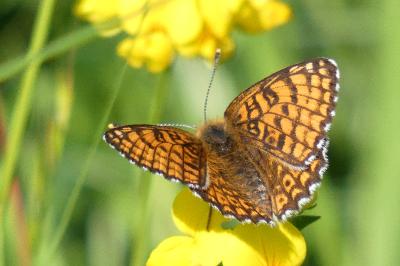 <i>Melitaea cinxia</i>
