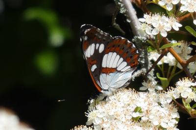 <i>Limenitis reducta</i>