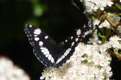 <i>Limenitis reducta</i>