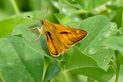 <i>Ochlodes sylvanus</i>