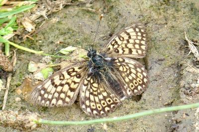 <i>Melitaea cinxia</i>