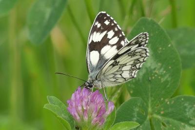<i>Melanargia galathea</i>