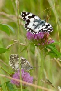 <i>Melanargia galathea</i>