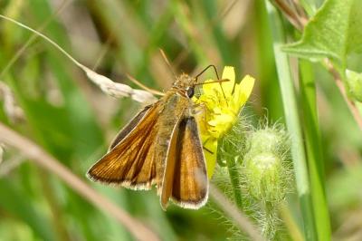 <i>Thymelicus acteon</i>
