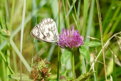 <i>Melanargia galathea</i>
