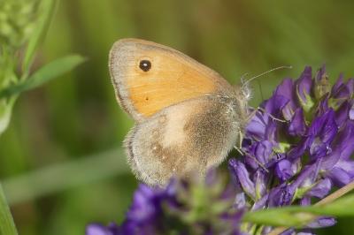 <i>Coenonympha pamphilus</i>