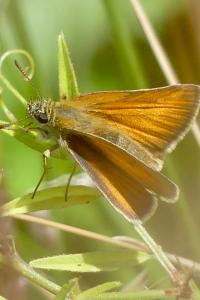<i>Thymelicus sylvestris</i>