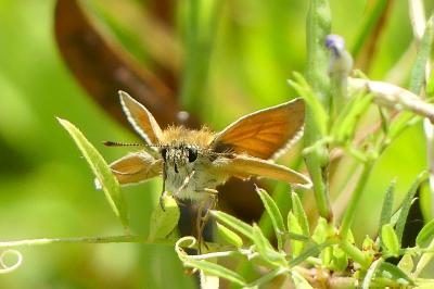 <i>Thymelicus sylvestris</i>