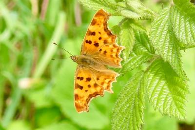 <i>Polygonia c-album</i>