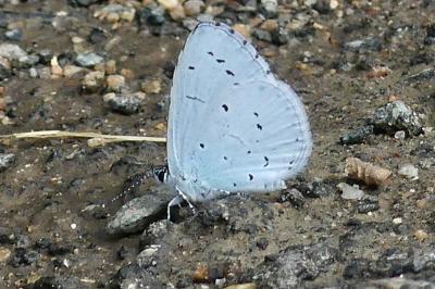 <i>Celastrina argiolus</i>