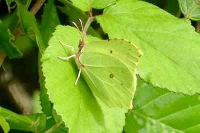 <i>Gonepteryx rhamni</i>